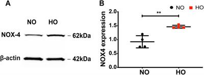 NOX4 Mediates Epithelial Cell Death in Hyperoxic Acute Lung Injury Through Mitochondrial Reactive Oxygen Species